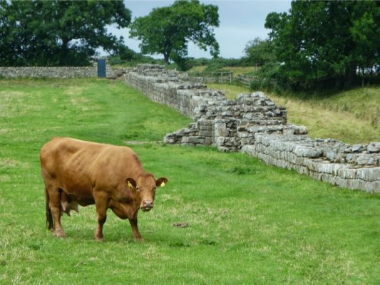 Les vaches sont de la partie sur le mur d'Hadrien !