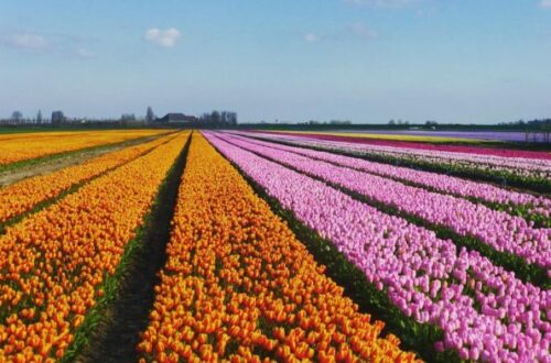 Article : Pays-Bas : une escapade au pays des champs de fleurs