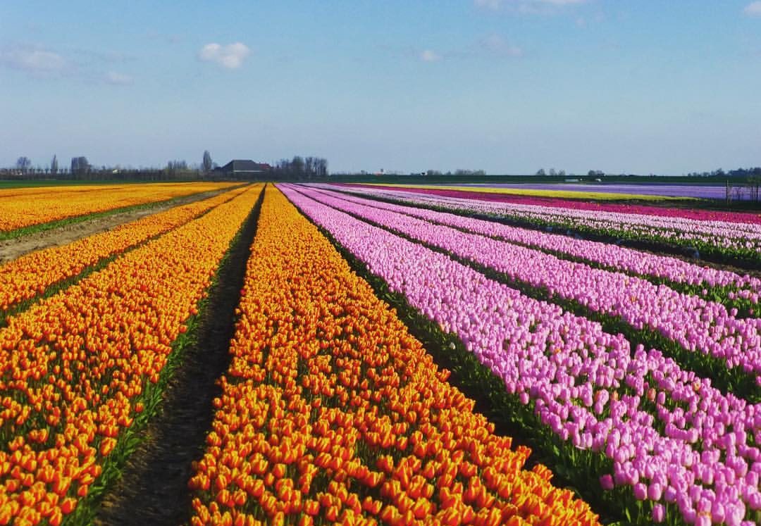 Pays-Bas : une escapade au pays des champs de fleurs – Pure Génération Z -  Pure Génération Z