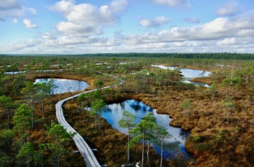 Article : À la découverte des marais en Lettonie, à proximité de Riga