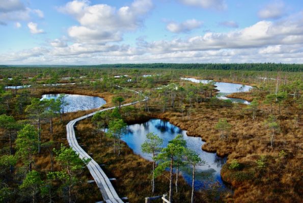 Article : À la découverte des marais en Lettonie, à proximité de Riga